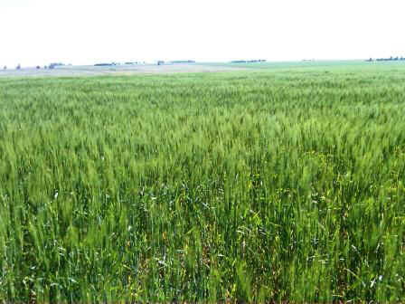 trigo-sembrado.jpg (23601 bytes)